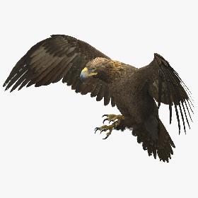 3D Golden Eagle Rigged